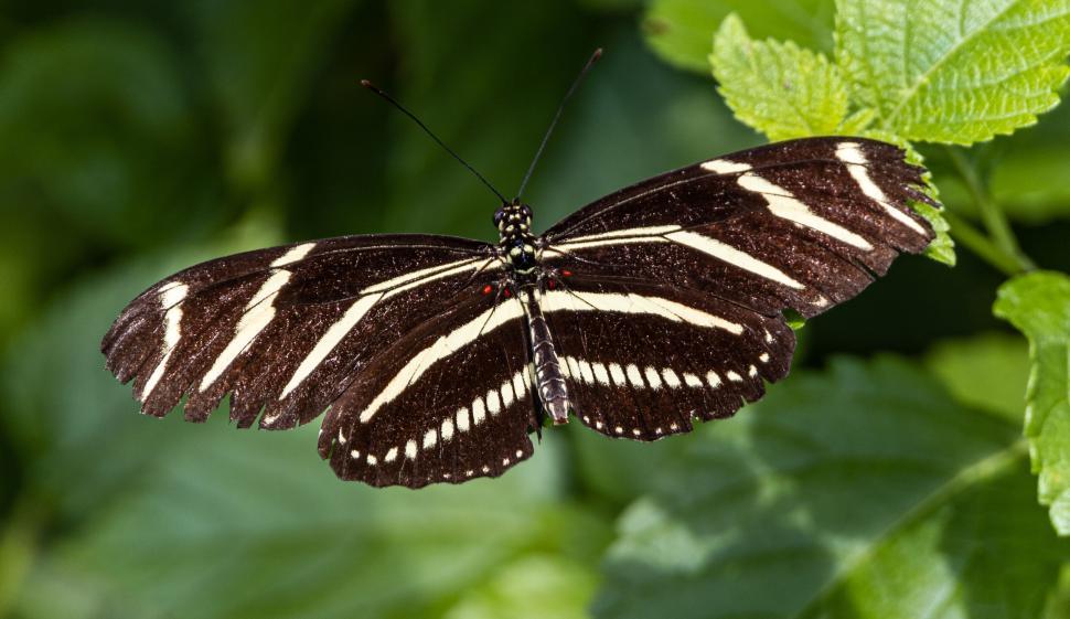 Free Image of Beautiful Zebra Longwing Butterfly on Green Leaves 