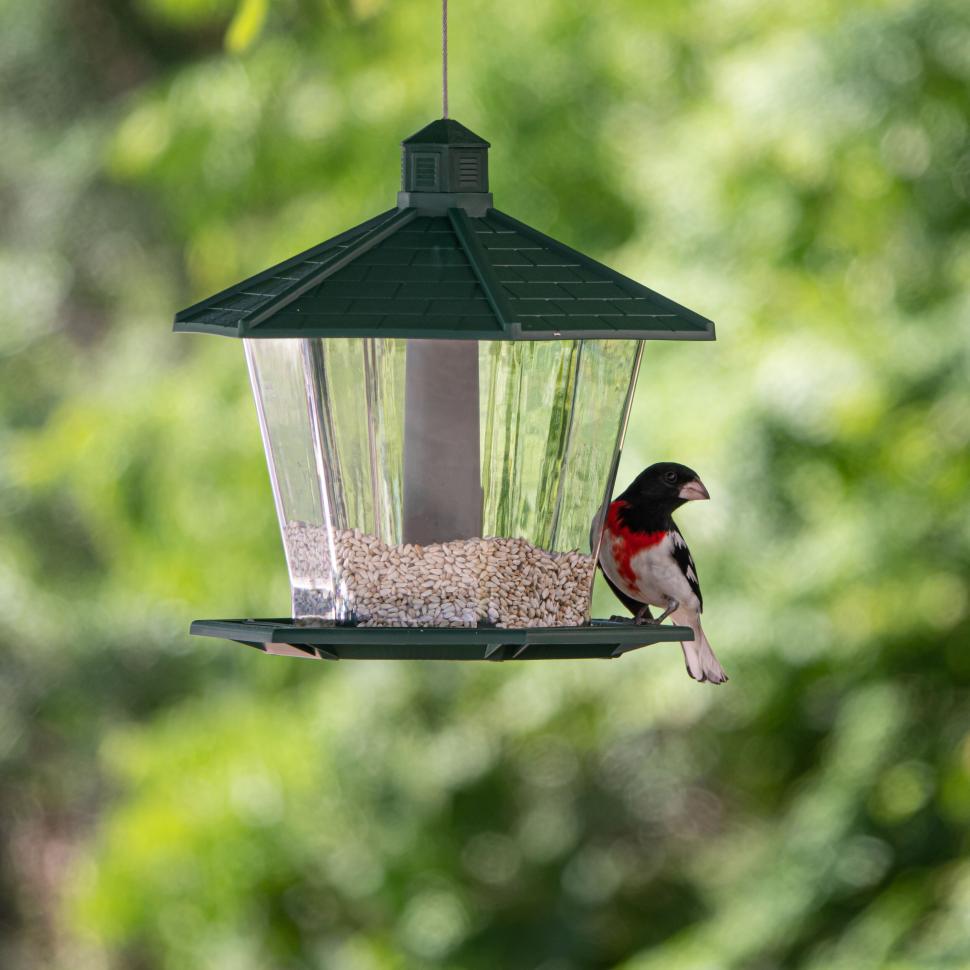 Free Image of Vivid Bird at a Bird Feeder in Vibrant Green Background 