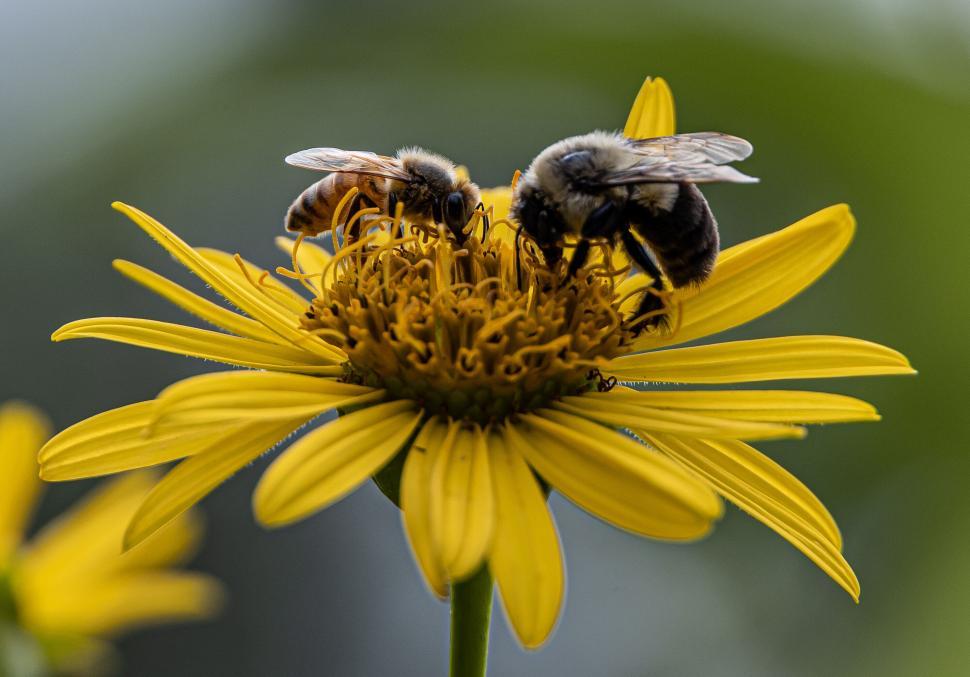 Free Image of Two bees on vibrant yellow flower in close-up view 