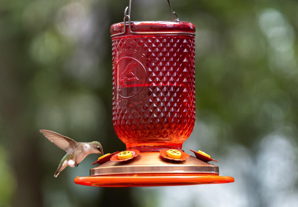 Free Image of Hummingbird drinking nectar from a vibrant red feeder up 