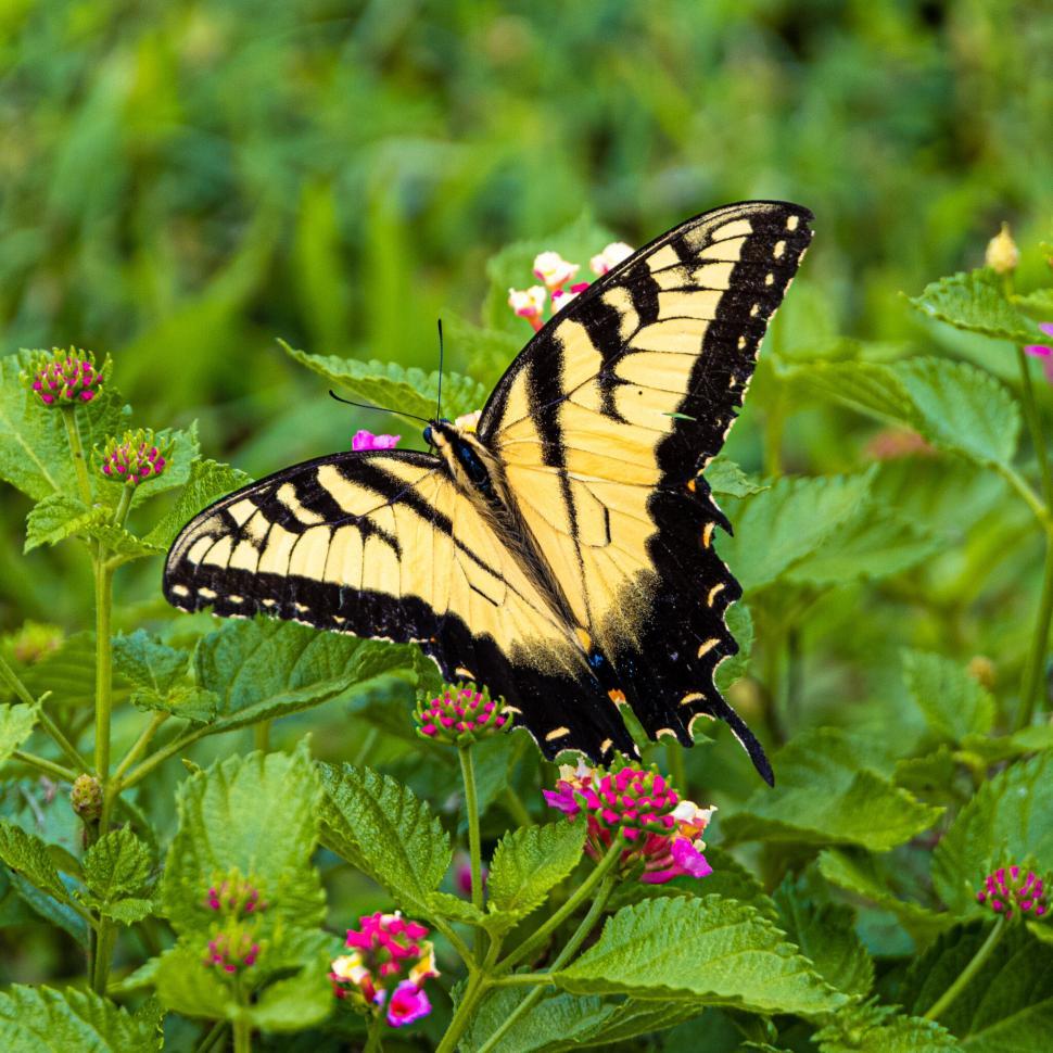 Free Image of Yellow and black butterfly resting on vibrant flowers green 
