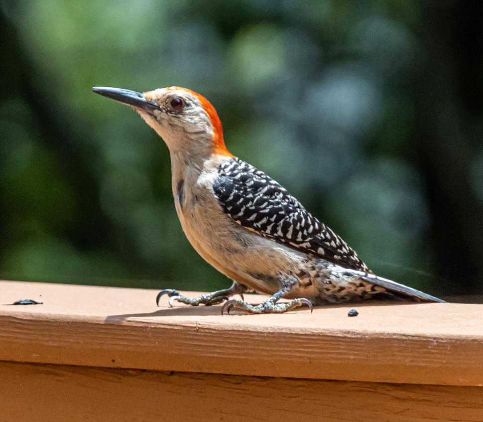 Free Image of Woodpecker on a wooden perch with blurred background. 