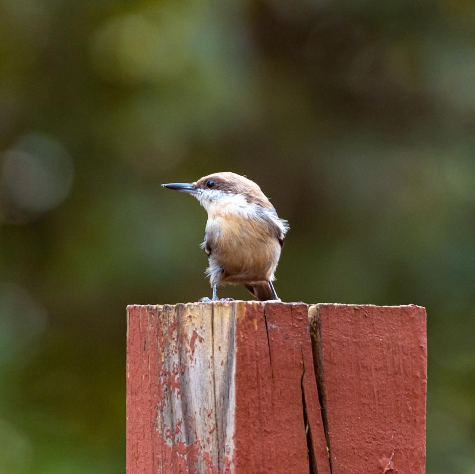 Free Image of Small bird perched on a wooden post with a blurred background. 