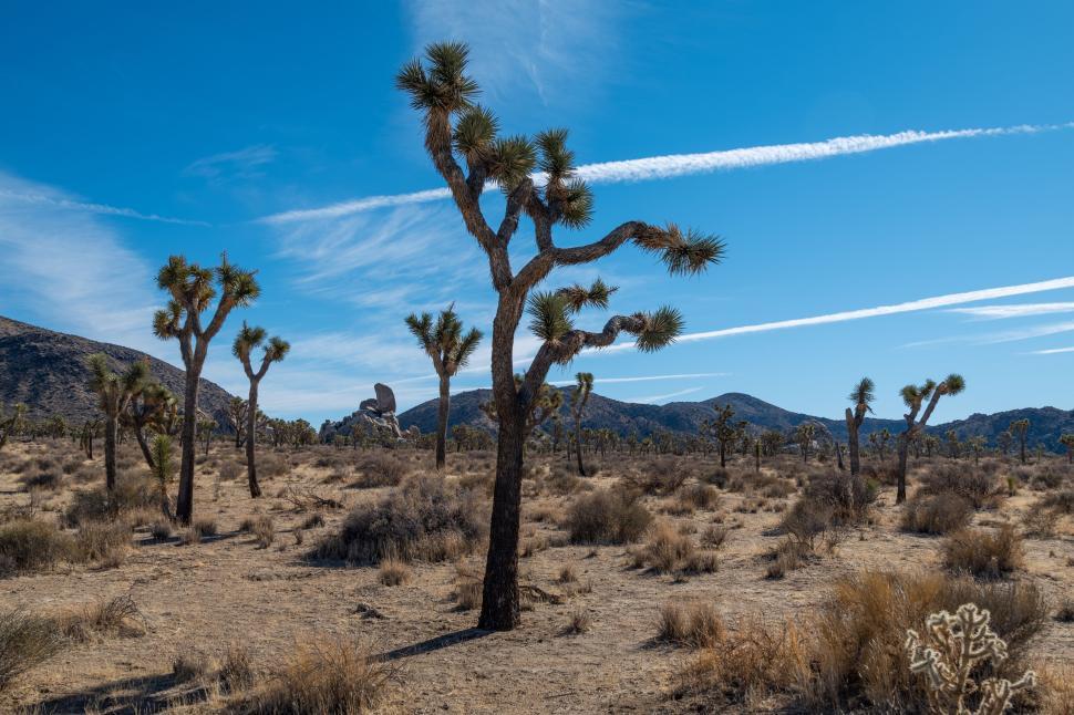 Free Image of Joshua trees under clear blue sky in desert landscape 