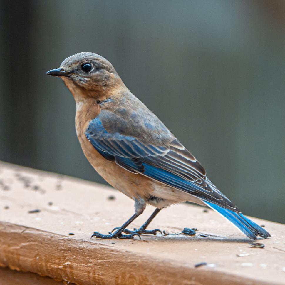 Free Image of Small bird with blue feathers perching on wooden rail 