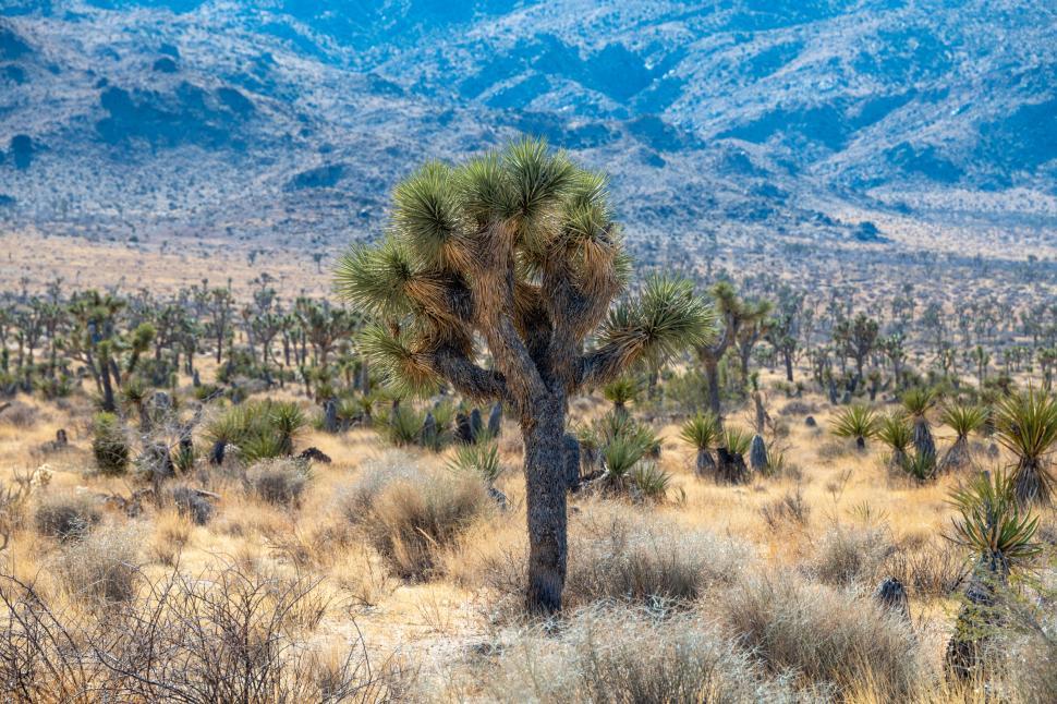 Free Image of Detailed shot of Joshua tree in arid desert setting 
