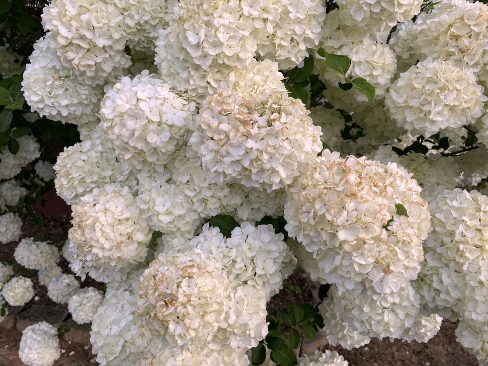 Free Image of Close-up of bunches of white hydrangea flowers blooming 