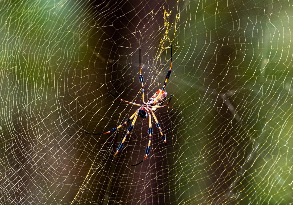 Free Image of Colorful spider in intricate web on a blurred background. 