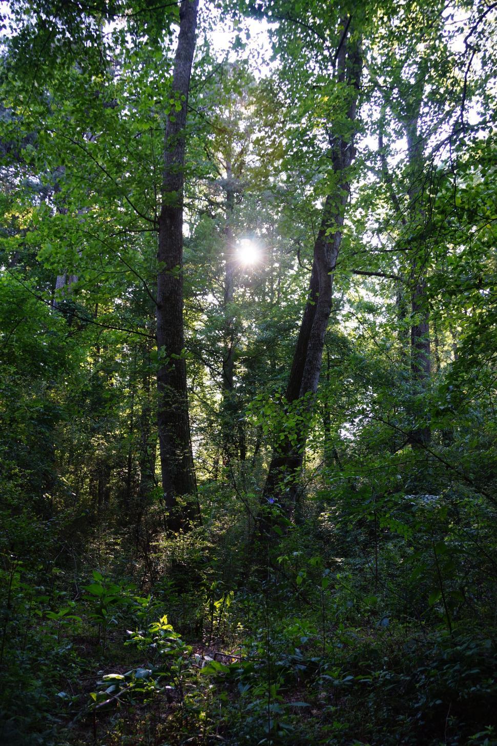 Free Image of Sunlight filtering through lush green forest foliage. 