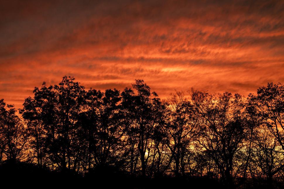Free Image of Fiery orange sunset sky silhouetting trees in foreground. 