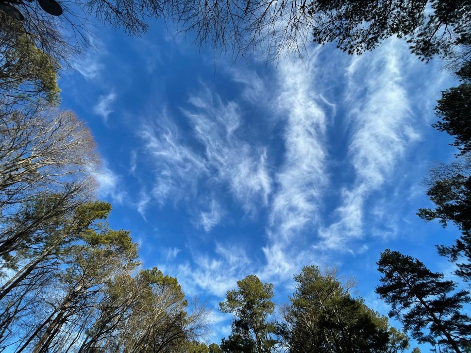 Free Image of Clear blue sky with wispy white clouds above trees. 