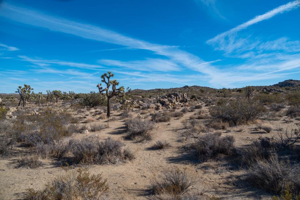 Free Image of Desert landscape with Joshua trees and clear skies. 
