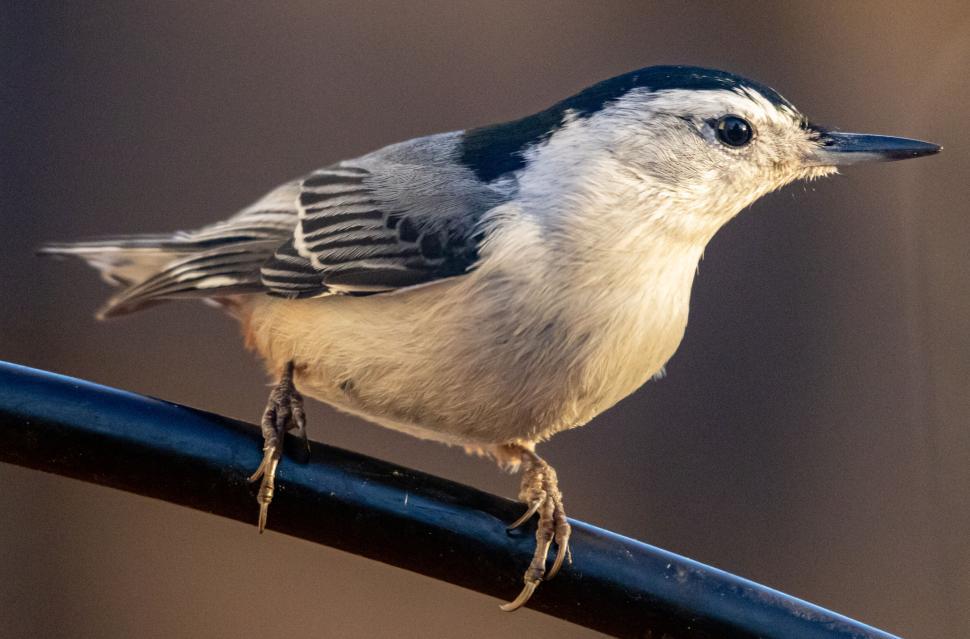 Free Image of Close-up of a nuthatch bird perching on a branch 