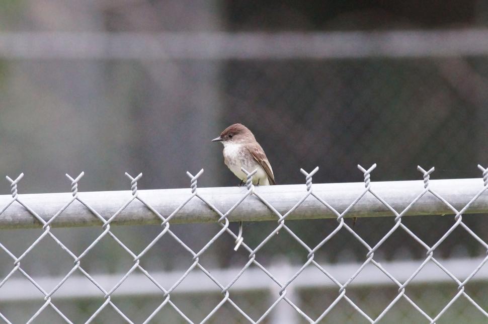 Free Image of Small Bird Perched on a Metal Fence Outdoors 