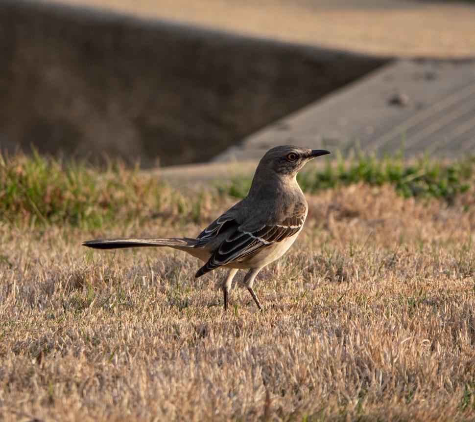 Free Image of Lone Mockingbird Standing on Dry Grass in the Sun 