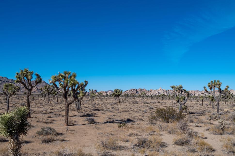 Free Image of Joshua Trees Scattered in Vast Desert Landscape 