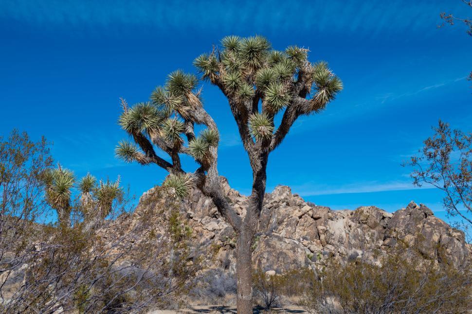 Free Image of Unique Joshua tree under clear blue sky in desert 
