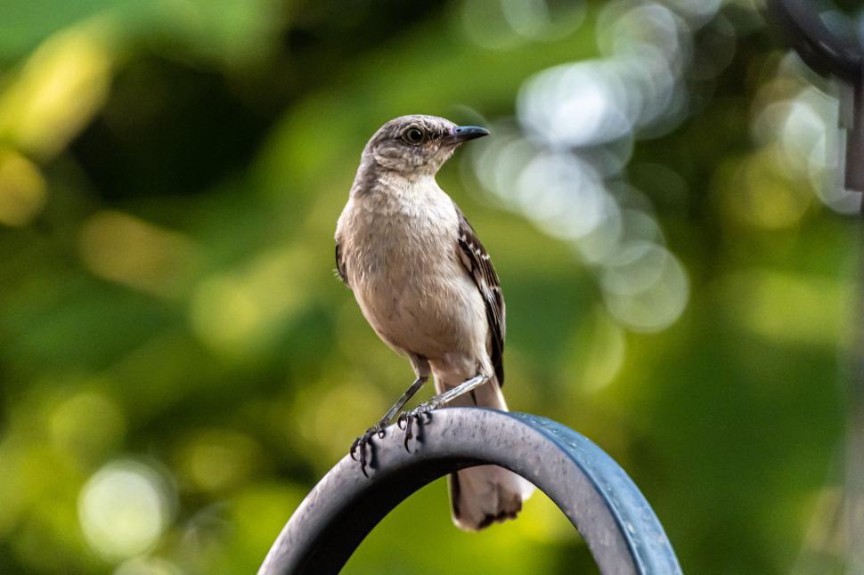 Free Image of Small bird perched gracefully with blurred green background. 