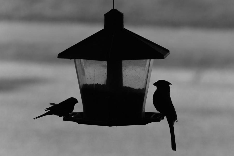 Free Image of Silhouetted birds feeding on a bird feeder at dusk. 
