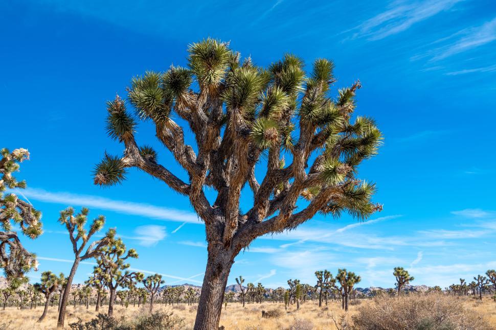 Free Image of Joshua tree under a bright blue sky in desert landscape. 