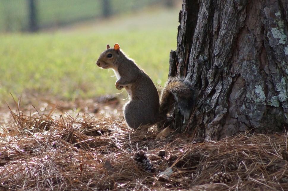 Free Image of A small squirrel sitting by the base of a pine tree. 