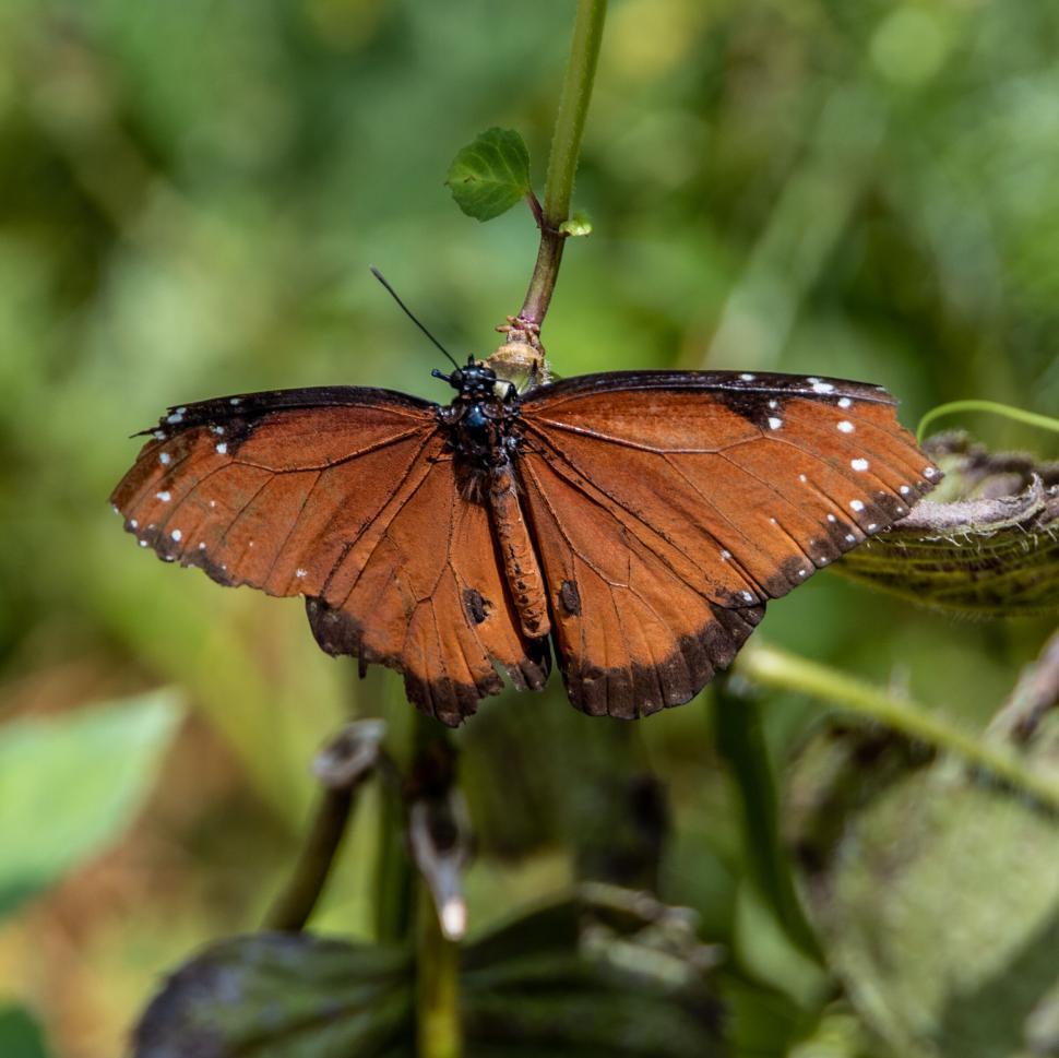 Free Image of Rustic butterfly spreading wings on green leafy branch. 