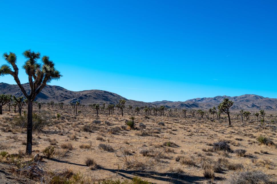 Free Image of Wide desert landscape with Joshua trees and mountains. 