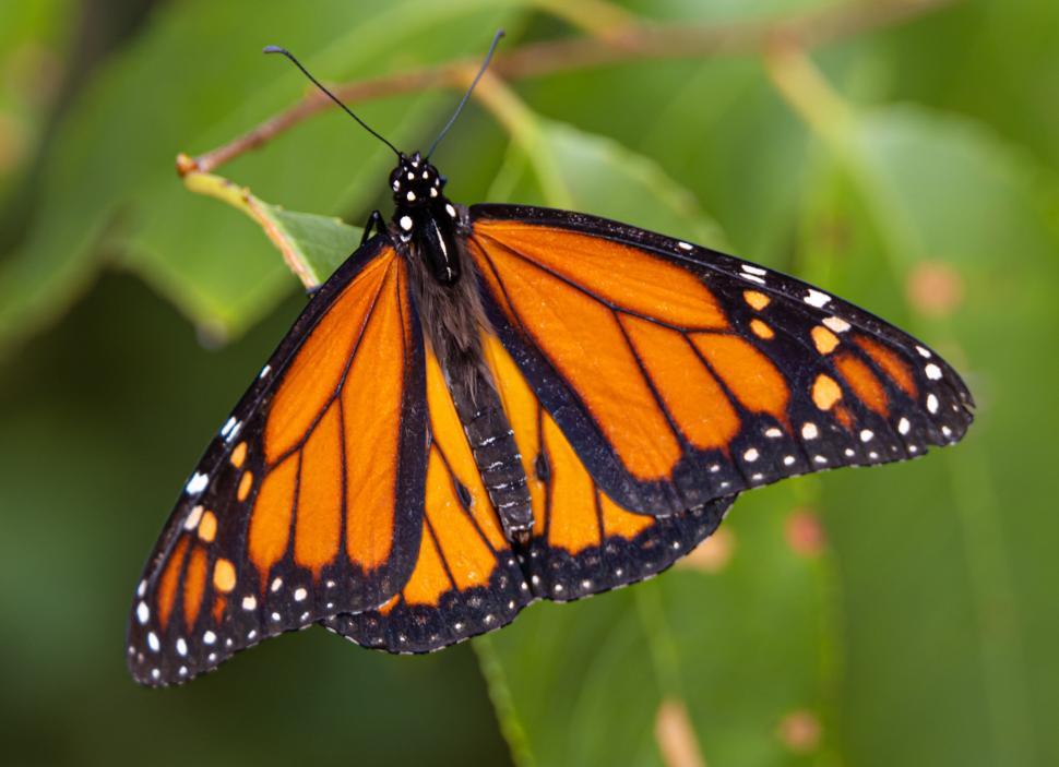Free Image of Monarch butterfly perched on green leaf in garden 