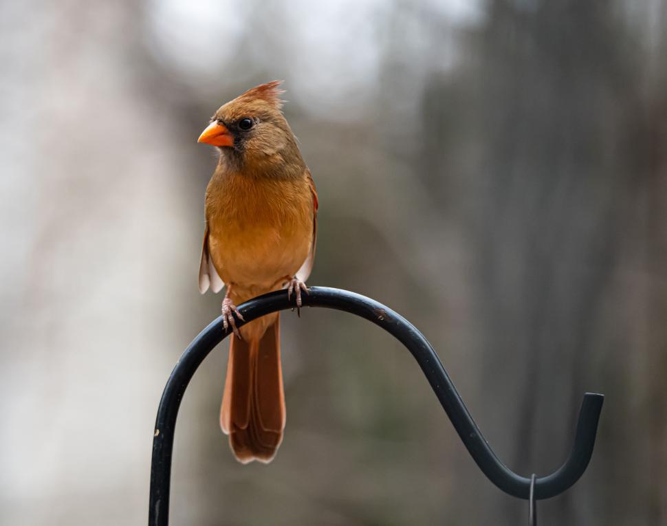Free Image of Female cardinal perched on a metallic hanger outdoors 