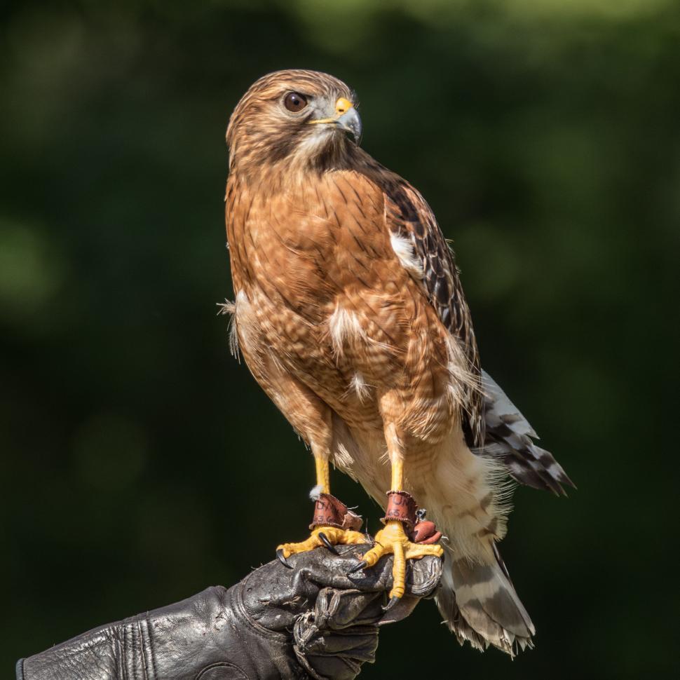 Free Image of Red-tailed hawk perched on a handler s gloved hand 
