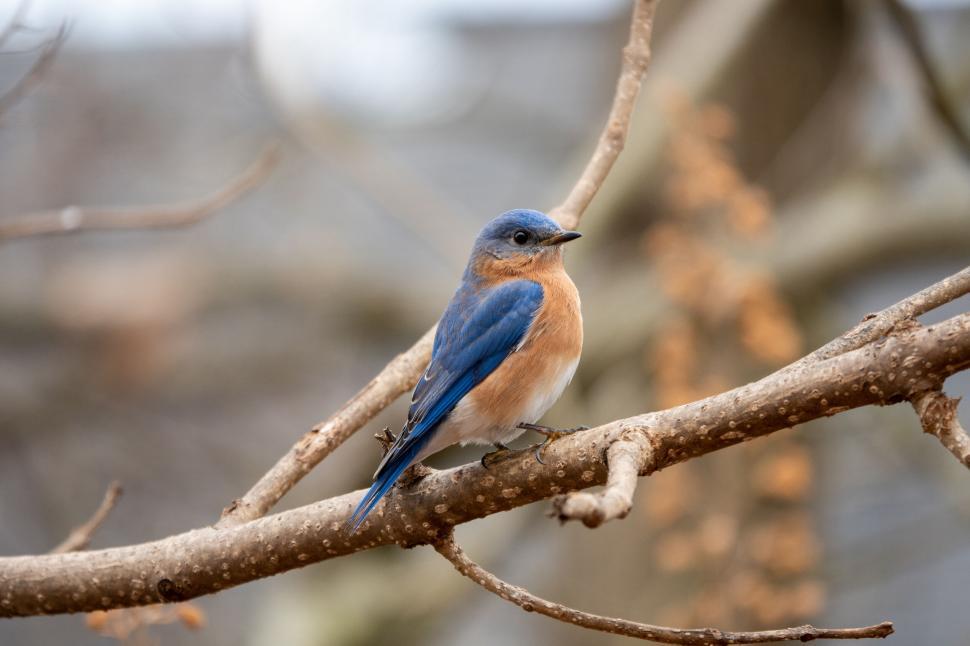 Free Image of Lovely blue and orange bird perched on a tree branch 