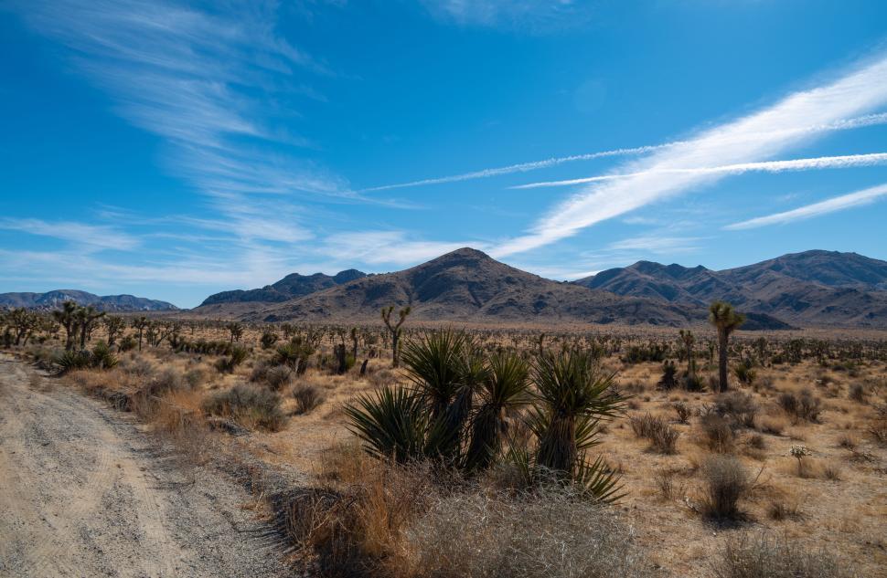 Free Image of Desert landscape with Joshua Trees under blue sky 