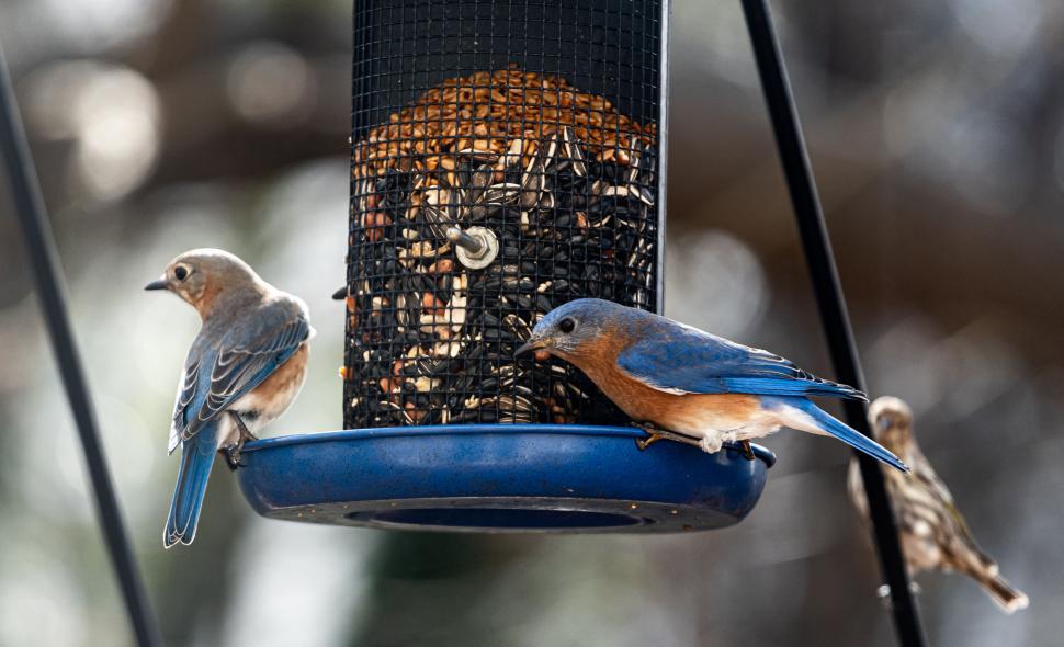 Free Image of Two colorful birds feeding on a bird feeder outdoors. 