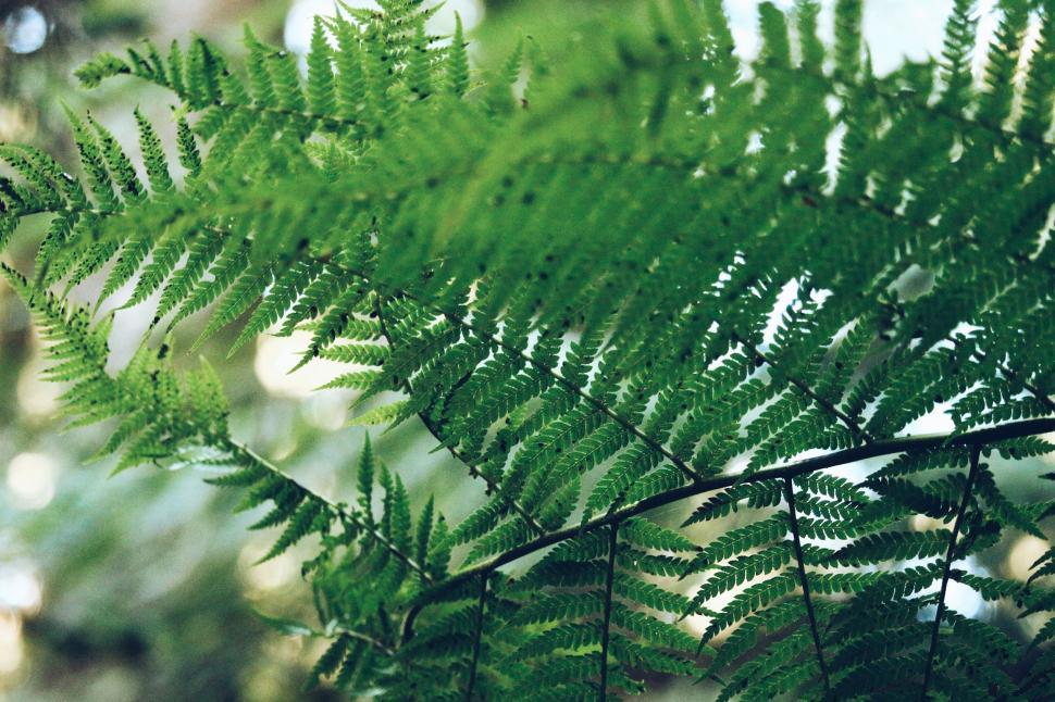 Free Image of Close-up of green ferns with a blurred natural background. 
