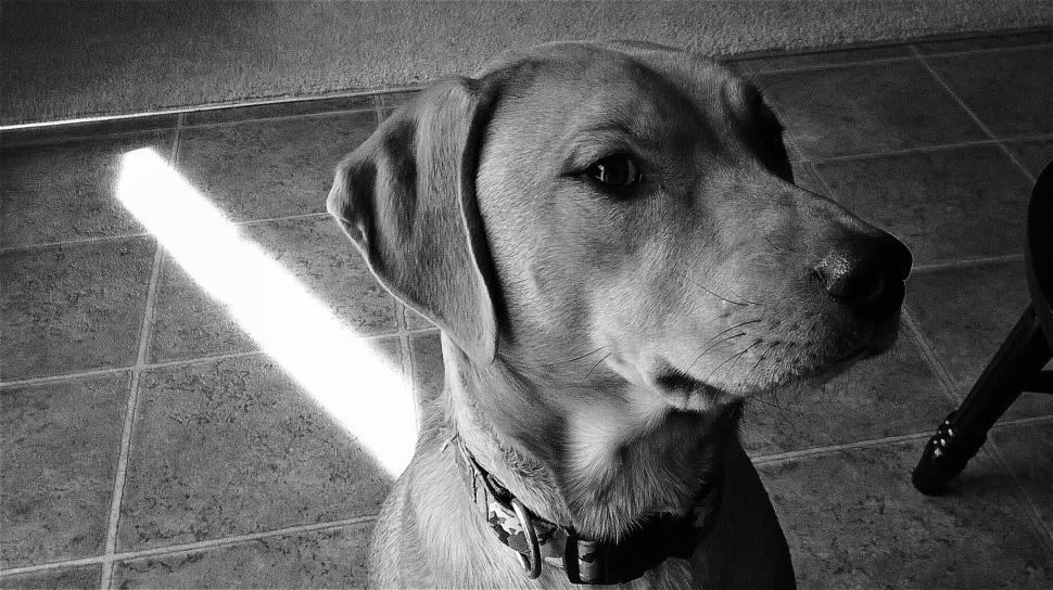 Free Image of Dog sitting indoors with tiled floor background 