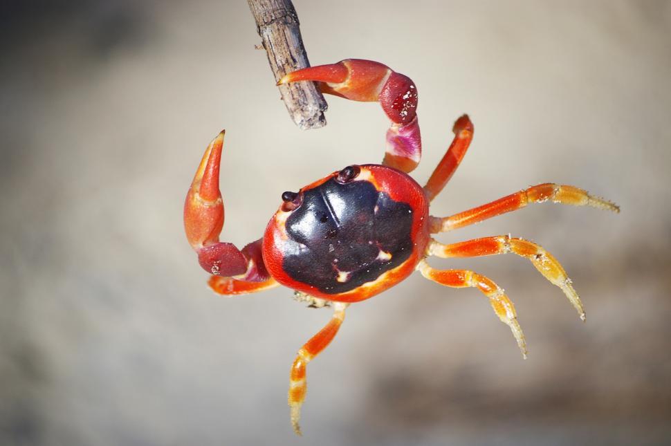 Free Image of Crab hangs on 