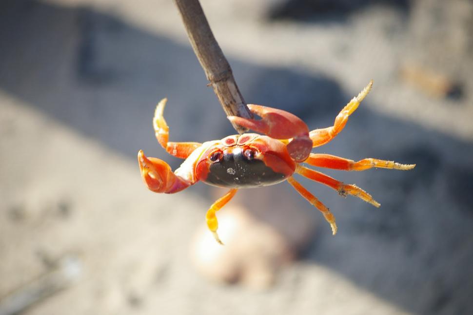 Free Image of Crab 