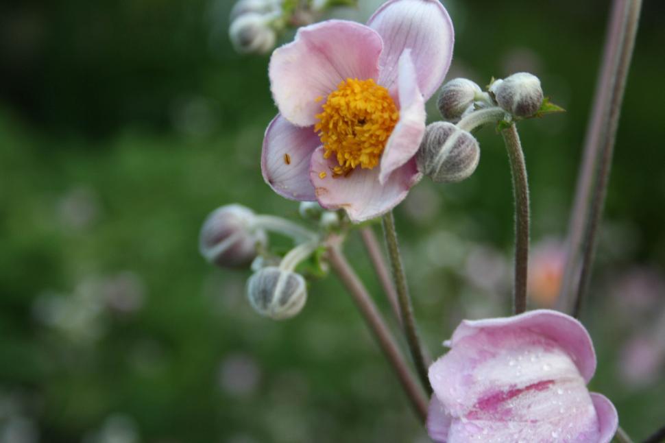 Free Image of Close Up of Flower With Water Droplets 