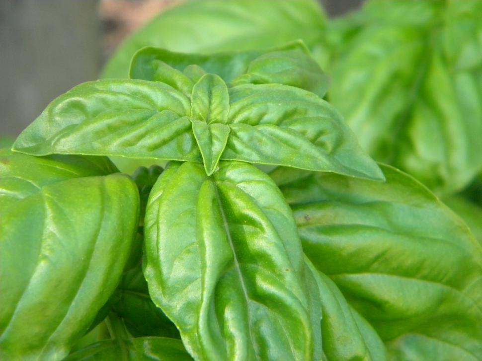 Free Image of Basil 