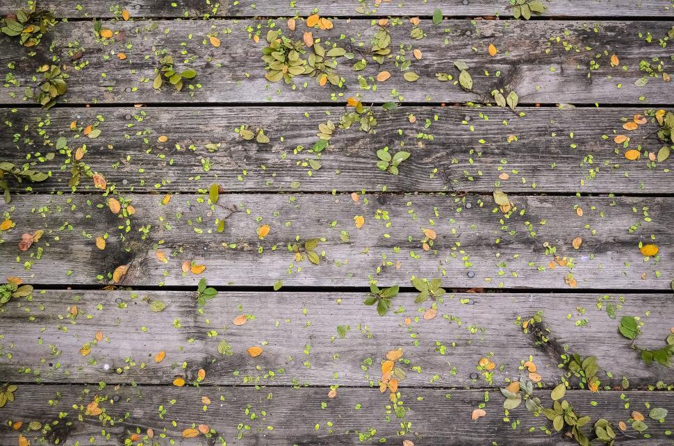 Free Image of Weathered wooden planks with scattered green leaves on 