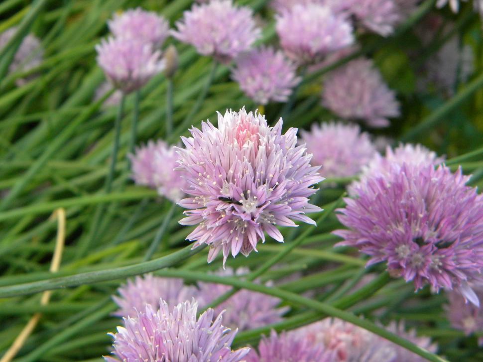 Free Image of Chives 