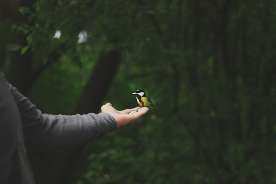 Free Image of Person hand feeding small bird in natural setting. 