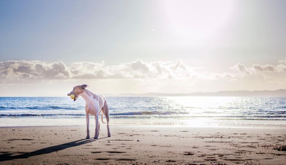 Free Image of Dog playing with ball on beach under bright sky. 