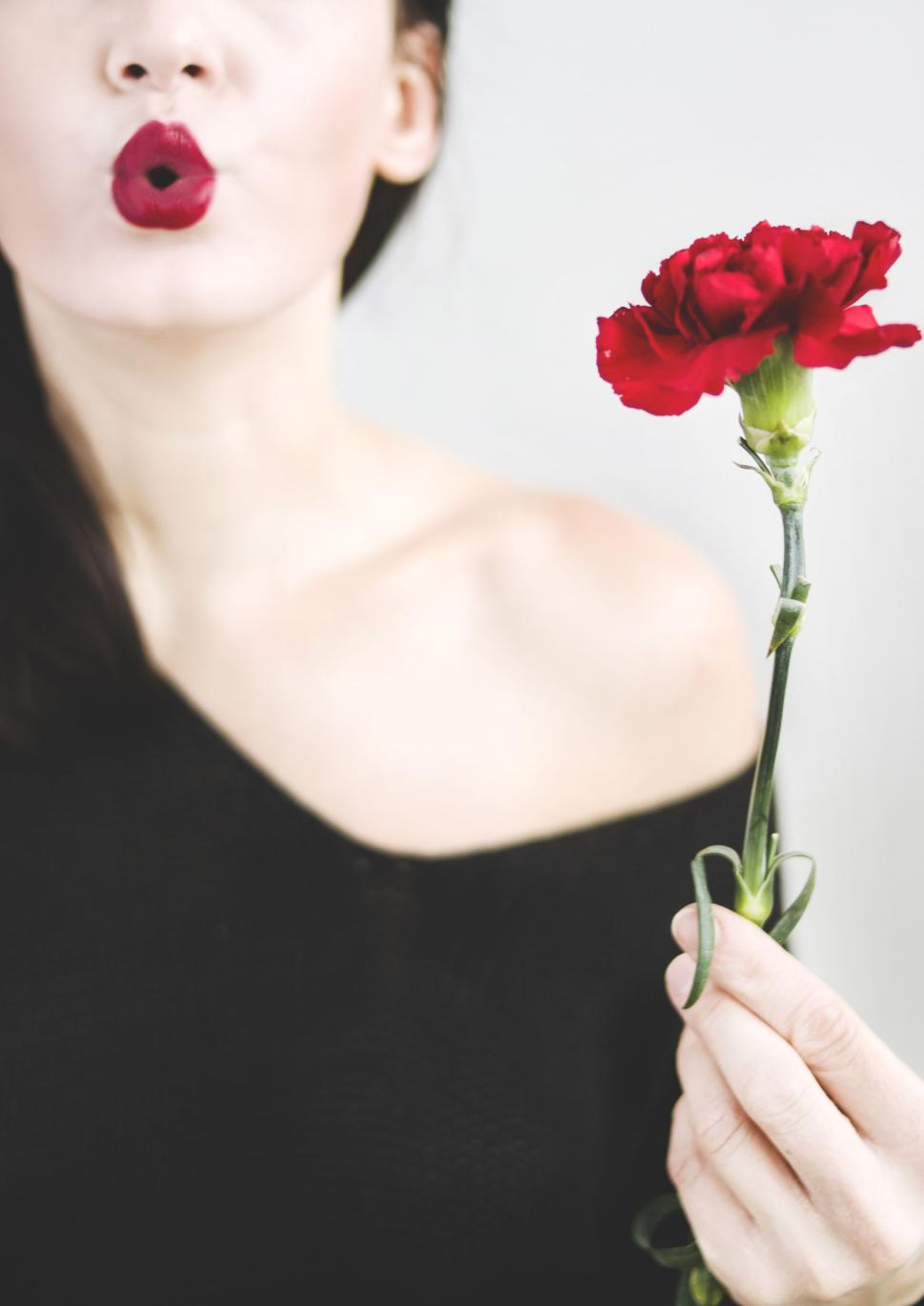Free Image of Person holding red carnation flower in soft lighting. 