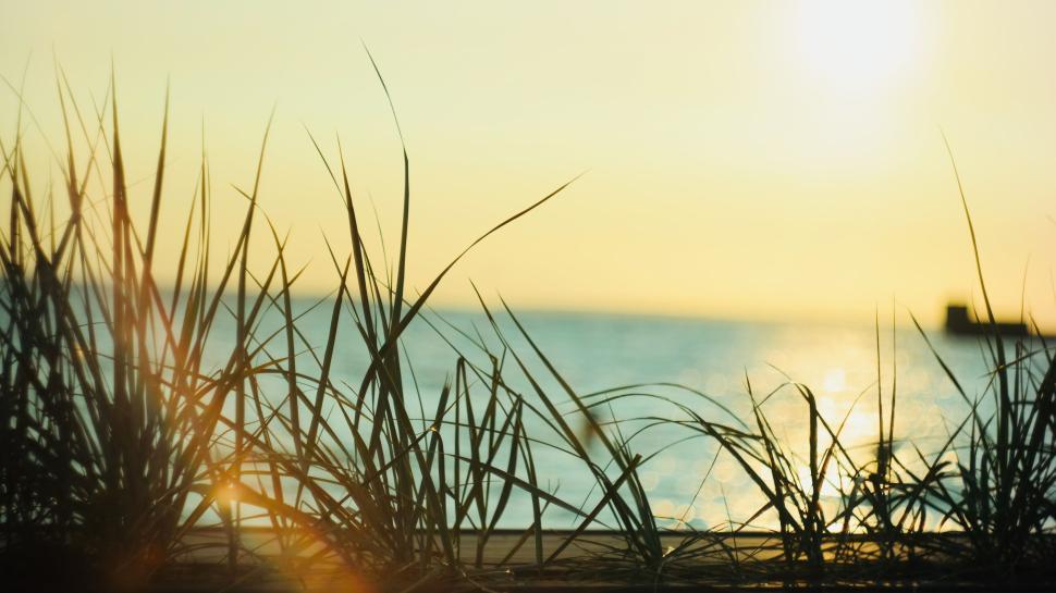 Free Image of Sunrise over the ocean with grass in the foreground 