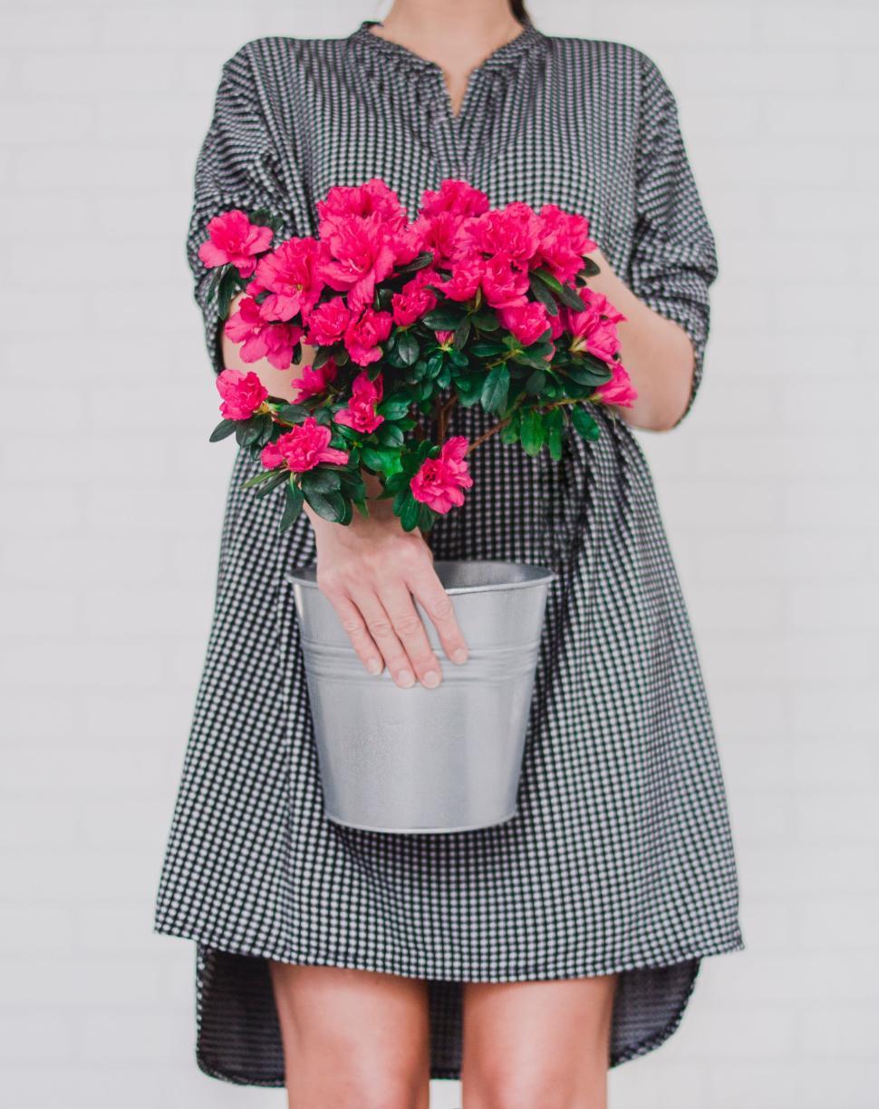 Free Image of Person holding a pot of pink flowers facing camera. 