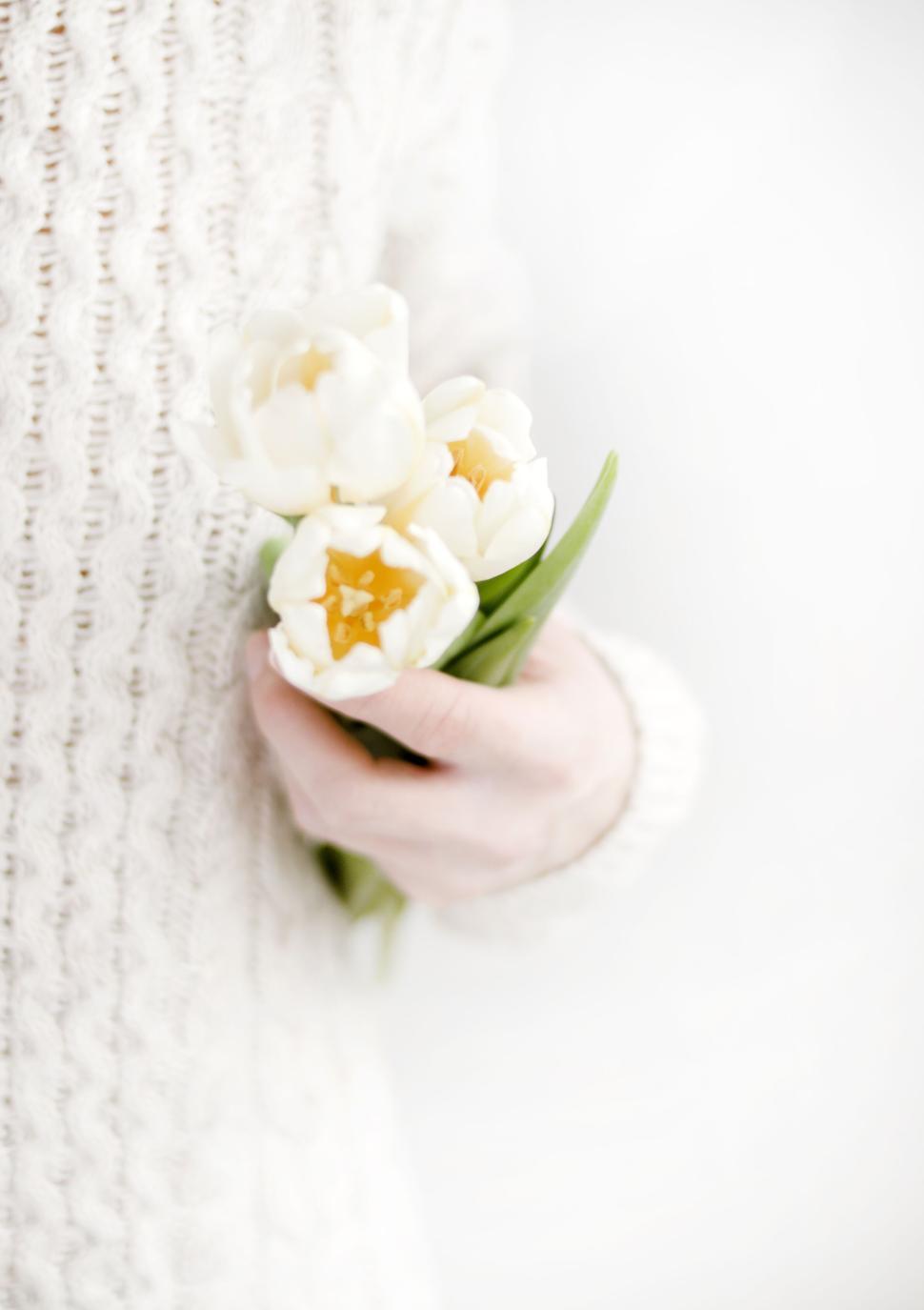 Free Image of Hand holding white tulips in knitted sweater 