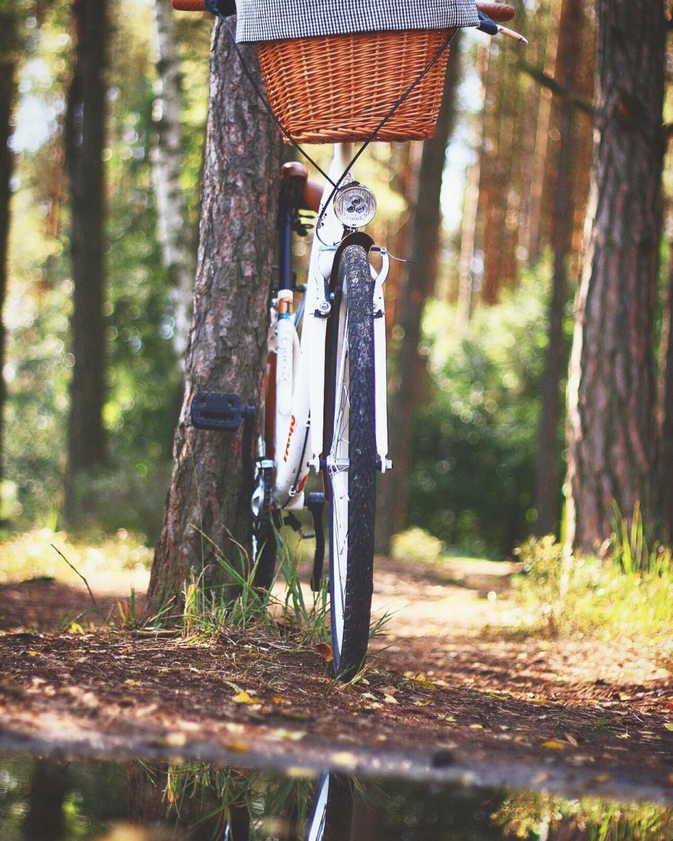 Free Image of Bicycle leaning against trees in a forest path 
