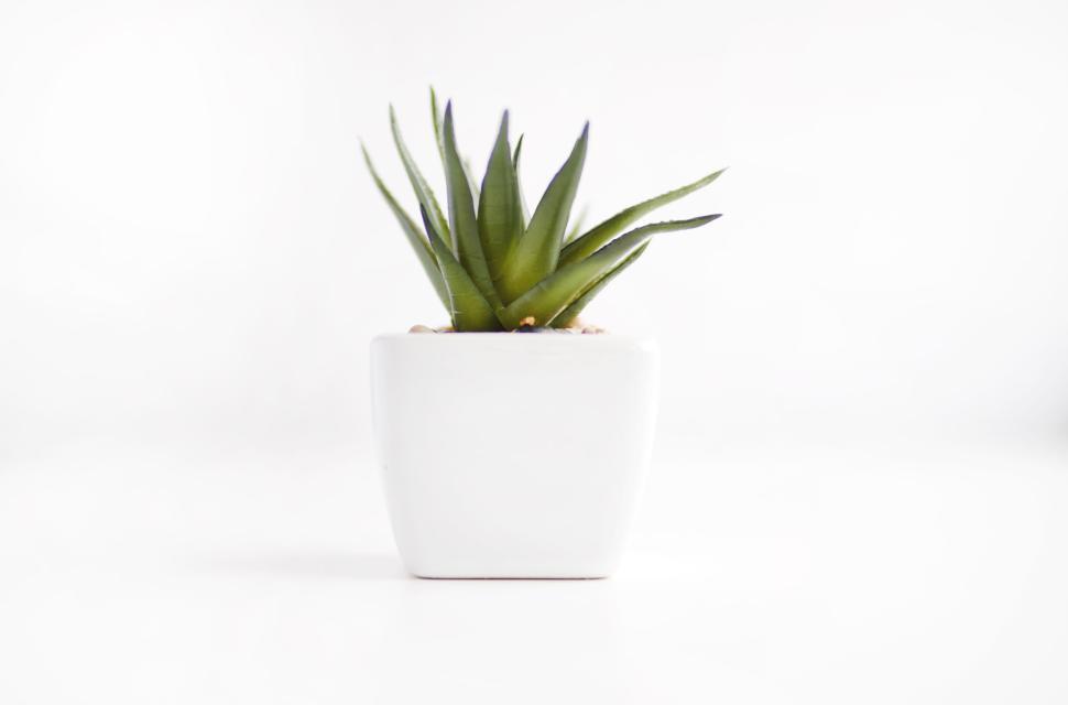 Free Image of Small green potted plant against a white background 