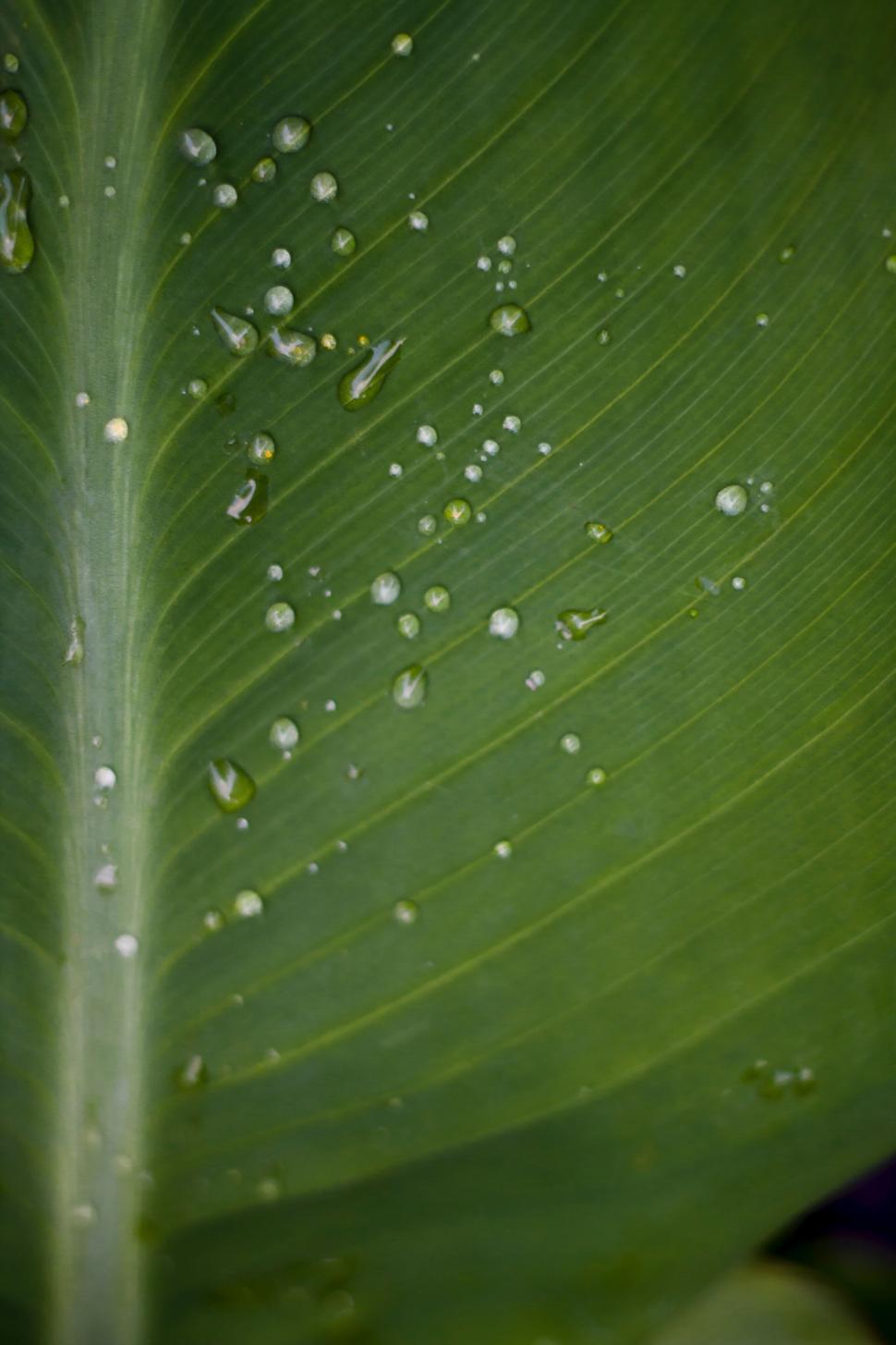 Free Image of Close-up of a green leaf with water droplets on it 